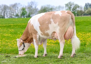 F- Cow
WELTMACHT - FELIPA